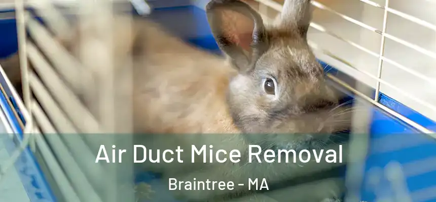  Air Duct Mice Removal Braintree - MA